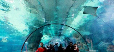 Akvaryumda doğan vatoz annesiyle buluşmak için gün sayıyor