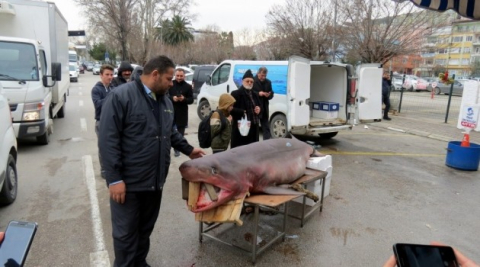 Mudanyalıların köpek balığı sevgisi