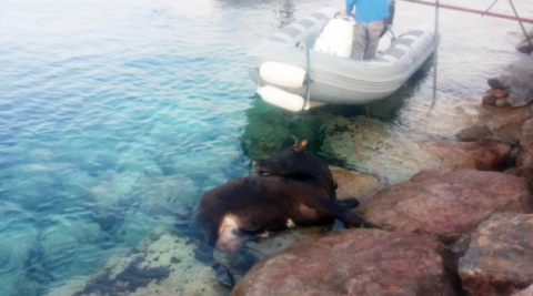 Denizde dana kurtarma operasyonu