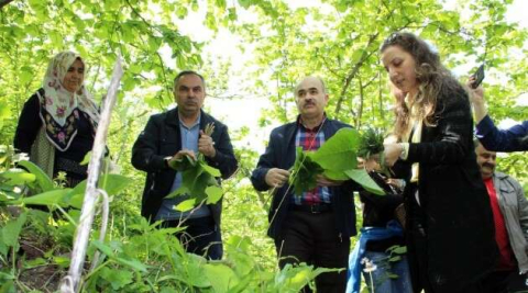 Kaldirik otu şifa kaynağı