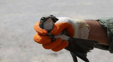 Kırklareli’nde ebabil kuşu bulundu