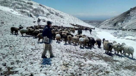 Kırgızistan’da Mayıs ayında yağan kar hayvanları telef etti