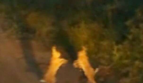 Tavşanların tatlı kavgası