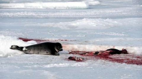 Kanada’da her yıl 300 binden fazla fok vahşice katlediliyor