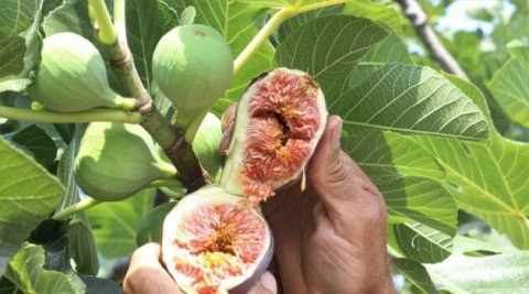 Kraliçe İncir’ine ihracat izni çıktı, yüzler gülüyor