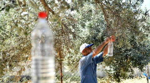 Sinek tuzağa takıldı, 82 bin zeytin ağacı kurtuldu