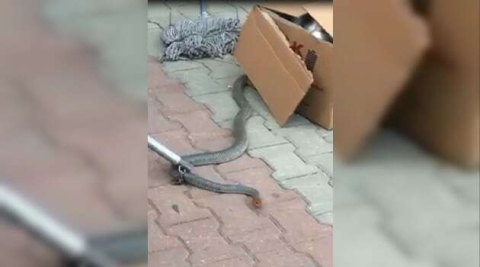 Bursa'da yılan fabrikada dehşet saçtı