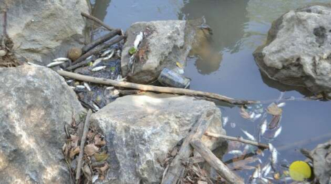 İnegöl’de balık ölümleri devam ediyor