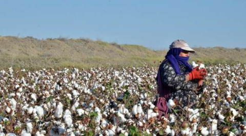 İncefikir: “Pamuk üretimimiz, iç tüketimimizi karşılamıyor”