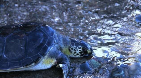Tedavisi tamamlanan deniz kaplumbağaları denize salındı