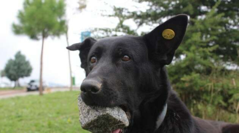 (Özel Haber)Yavrularını kaybeden köpek, ağzındaki taşı yavrusu sanıyor