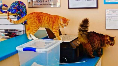 ’Kedi kafe’ ilgi topluyor