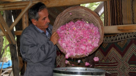 Gramla satılan Isparta’nın gülyağı, altınla yarışıyor