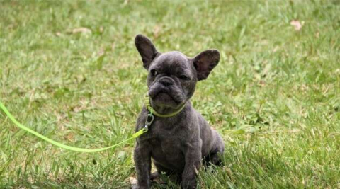 Ölümle burun buruna sevimlilik mücadelesi