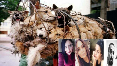 Çin'de büyük vahşet: Türk hayvanseverlerden Köpek Yeme Festivali'ne tepki