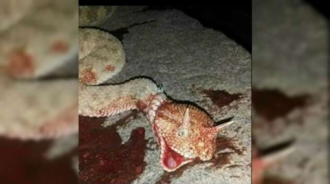 Mardin’de boynuzlu yılan görüldü