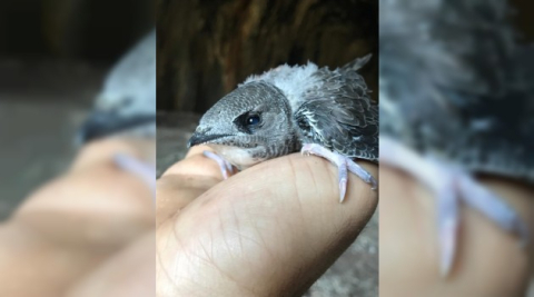 Diyarbakır’da yavru ebabil kuşu görüldü