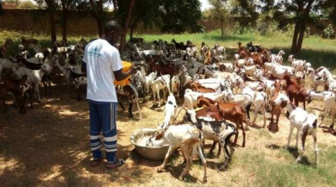 Bayram öncesi yardım dernekleri kurban fiyatları açıklanıyor