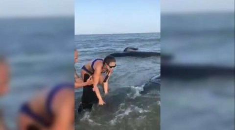 Kıyıya vuran balinaları kurtarma operasyonu