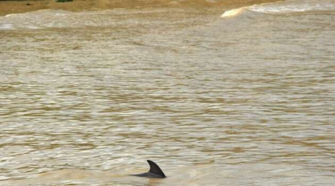 Alaplı Çayı’nda ilk kez yunus balığı görüldü