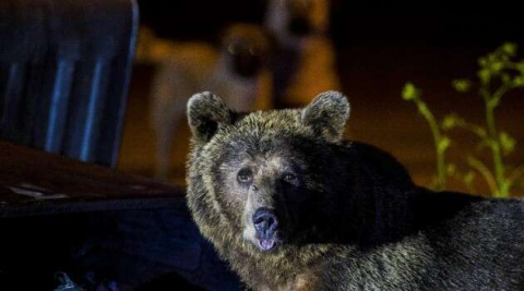 Uludağ’da yiyecek bulmak isteyen ayılar yerleşim bölgesine indi