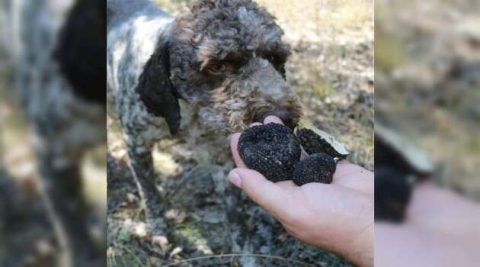 Yozgat’ta av köpekleri ile kilosu 3 bin 500 Euro olan trüf mantarı bulundu