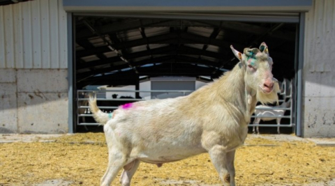 Türkiye’nin en modern keçi çiftliği İzmir’de kuruldu