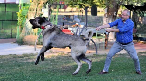 Bursa'dan Sivas'a Kangal Köpeği: Fiyatı cep yakıyor
