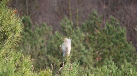 “Çam kese böceği” ormanları tehdit ediyor