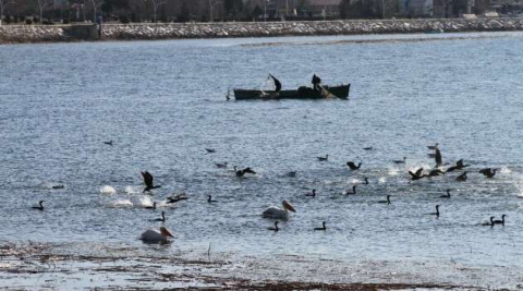 Karabatak sürüleri balıkçıların korkulu rüyası haline geldi