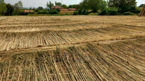 Kenevir üretimi izni için son gün 1 Nisan