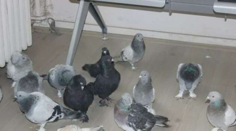 Güvercin hırsızları kıskıvrak yakalandı