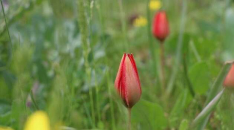 Korona, 73 bin liralık ’Manisa Lalesi’ne yaradı