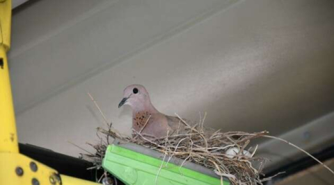Korona virüs nedeniyle çalışmayan otobüsler kuşların yuvası oldu