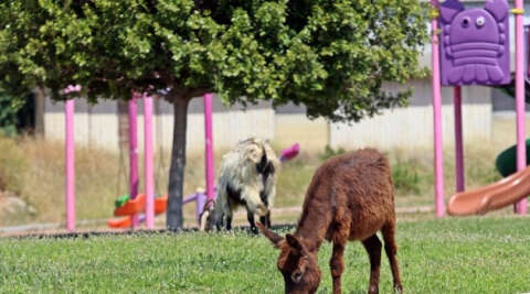 Kent merkezinde çimleri uzayan çocuk parkları eşek ve keçilere kaldı