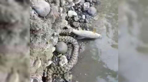 Malatya’da yılanın balık avı kameraya yansıdı