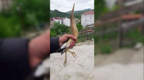Sinop’ta nesli tükenmekte olan balaban kuşu bulundu