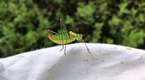 Tarım alanlarında çekirge mücadelesi
