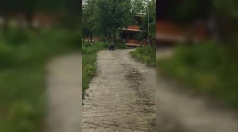 Köye kadar inen yavru ayı kamerayla görüntülendi