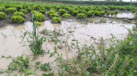 Tarım ürünleri ve tarlalar sular altında kaldı