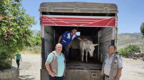 Ayaklarından yaralanan katır ve eşek, ’emekli hayvanlar çiftliğine’ gönderildi