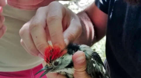 Kızıl taçlı ağaçkakan oltaya takıldı, gençler kurtardı