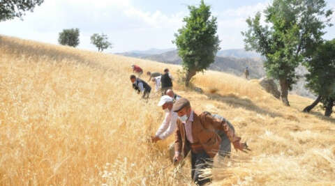Şırnak’ta ’dengbej’ eşliğinde buğday hasadı başladı