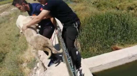 Kanal kenarında mahsur kalan köpeği itfaiye kurtardı