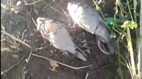 Sakarya nehrinde balık ölümleri arttı