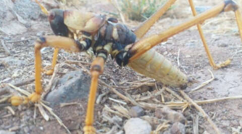 Gölbaşı’nda dev çekirge görüldü