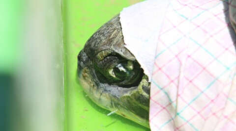 Kaş’ta gözleri görmeyen deniz kaplumbağası tedaviye alınacak