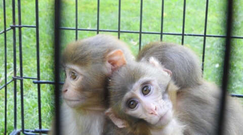 (Özel) Down sendromlu yavru maymuna kardeşleri bakıyor