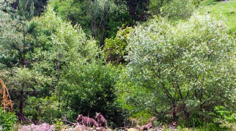 Ormanlık alanda görünen anne ayı ağaçların arasından ilerleyerek kayboldu