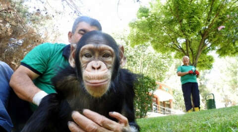 Şempanze Can’ın ziyaretçi mutluluğu
